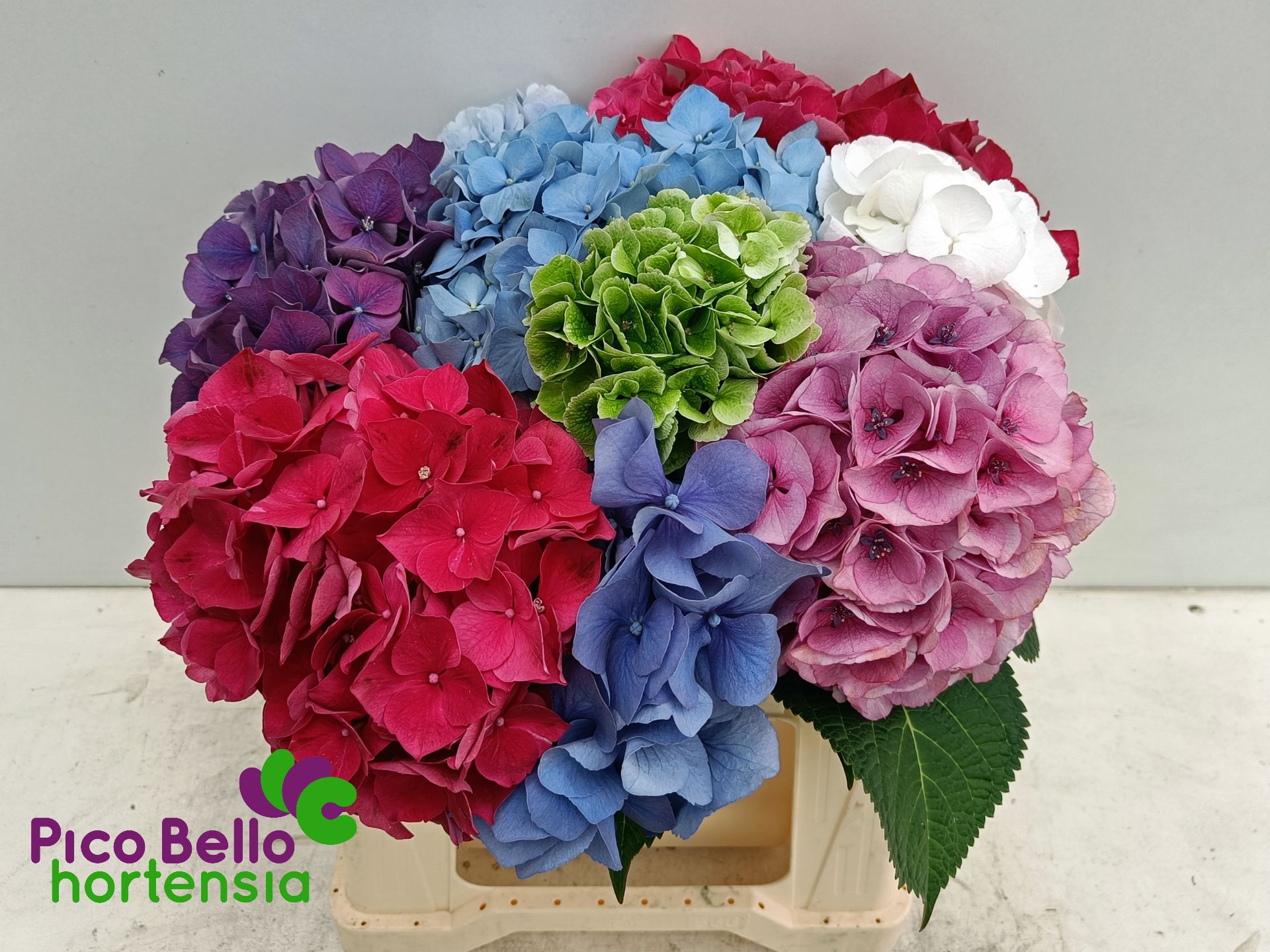 Hydrangea 40cm 14Ø