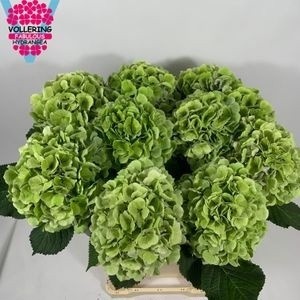 Hydr M Verena Bl Cl