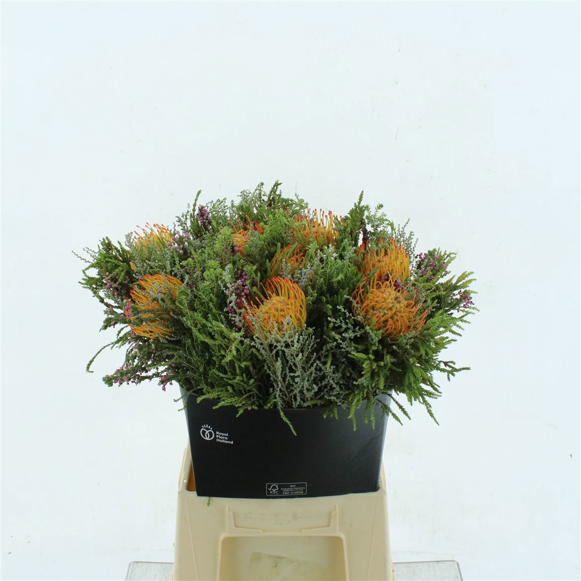 Protea Bouquet Per Bunch 50cm