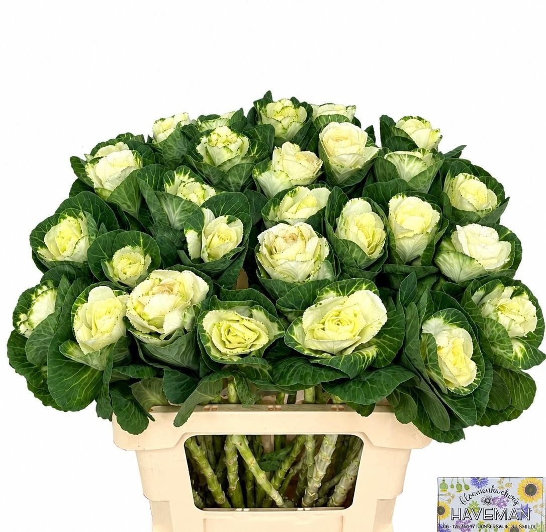 Brassica White Crane 60cm
