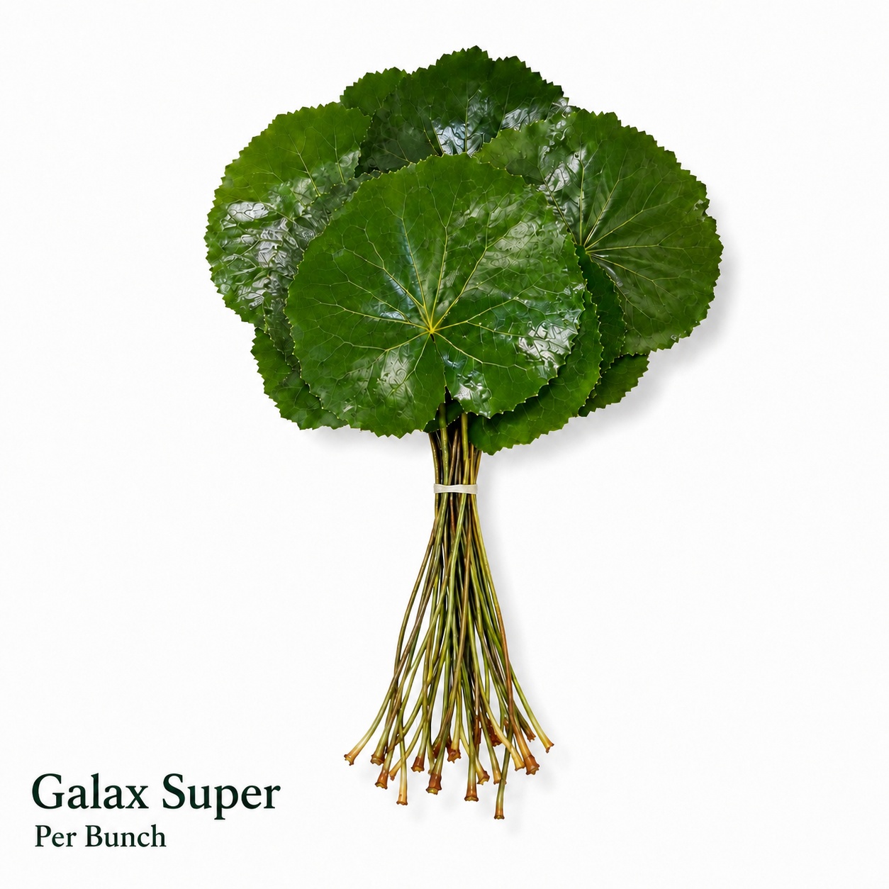 Galax Urceolata Bs