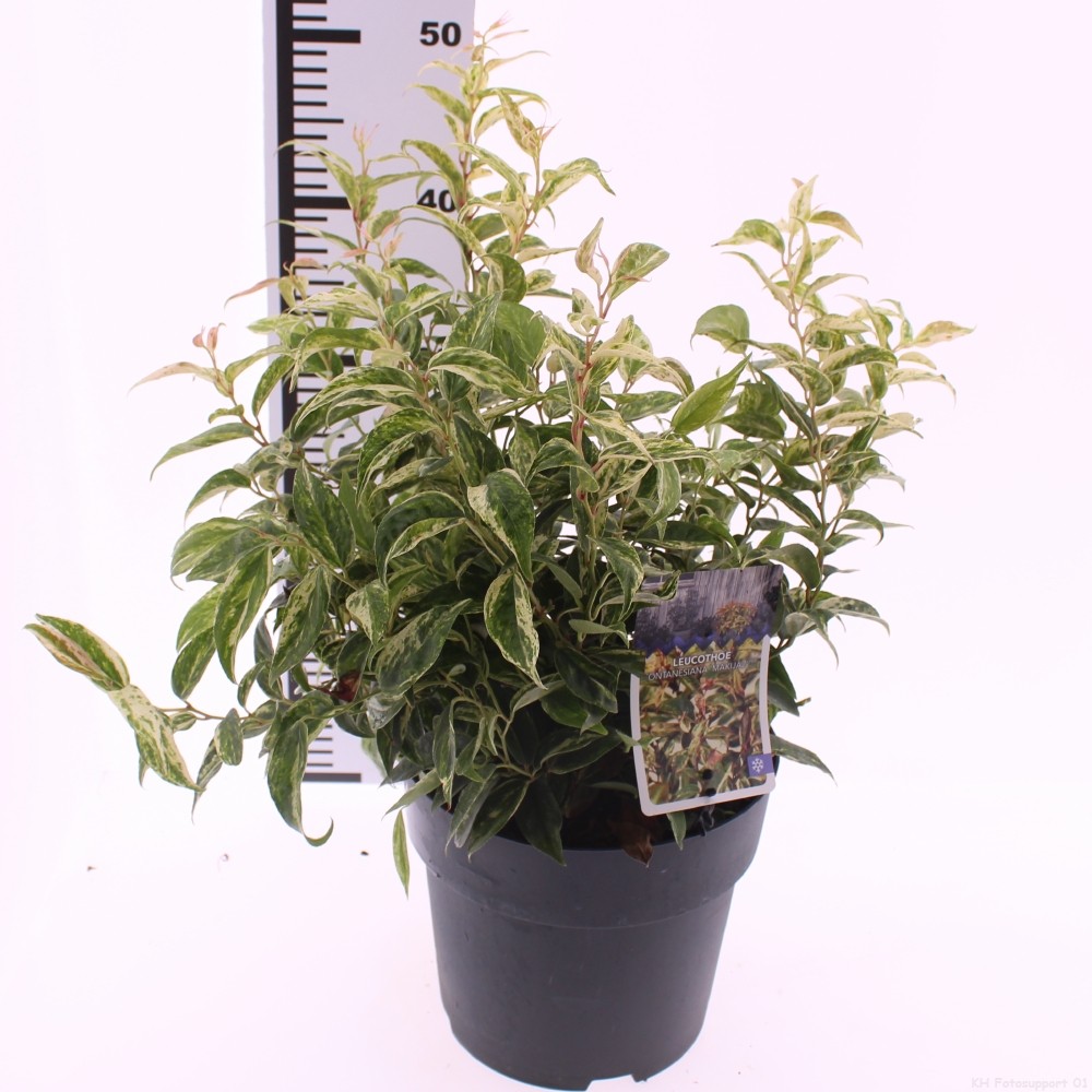 Picture of Leucothoe fontanesiana 'Makiejaz'