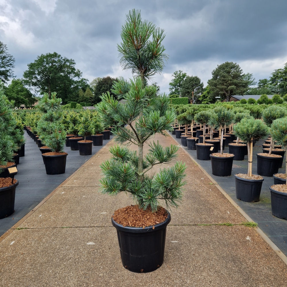 Picture of Pinus koraiensis Silveray C25 100/+