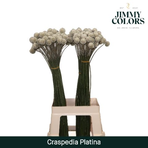Craspedia L70 Metallic Platina