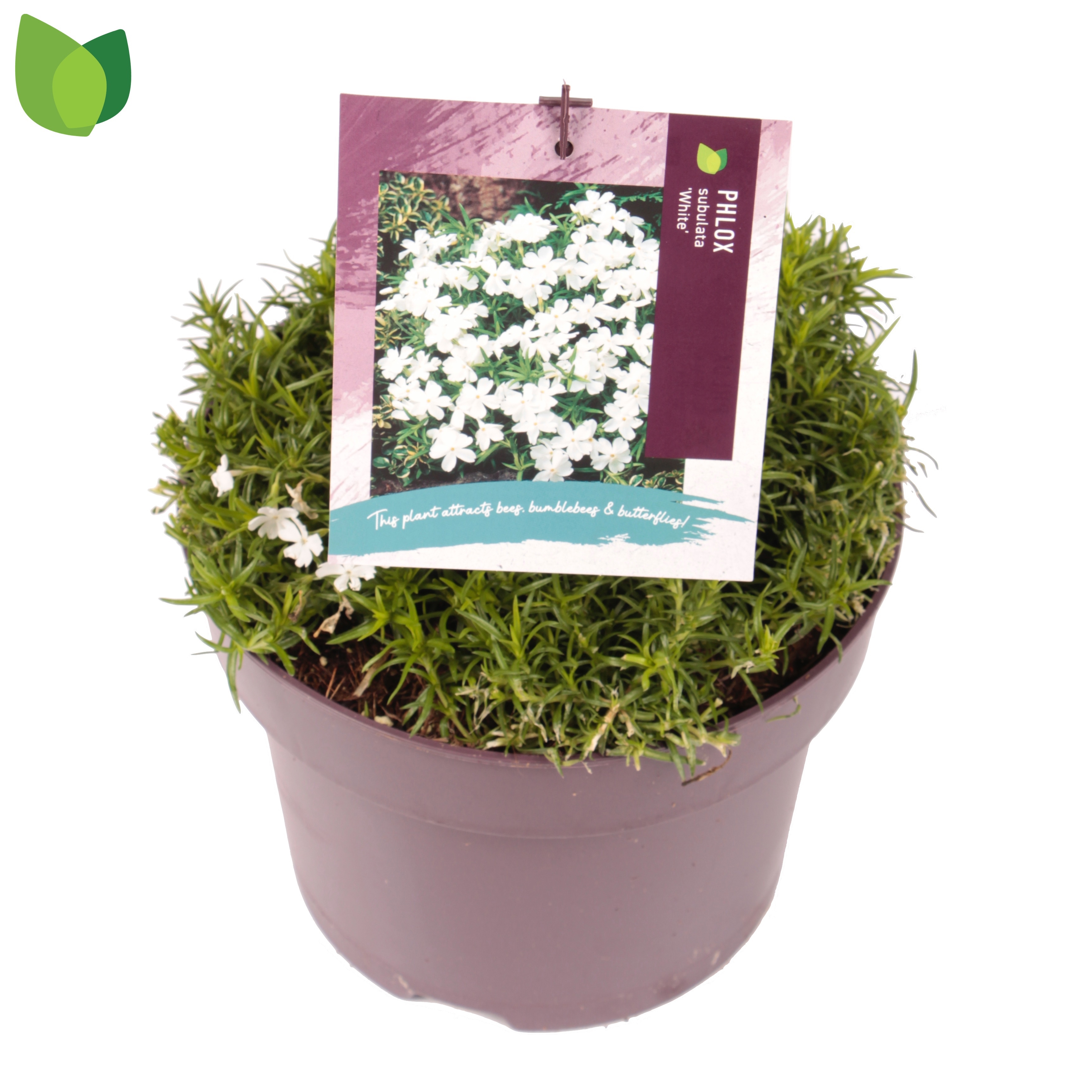 Phlox subulata Fabulous White ('Florphfawh')