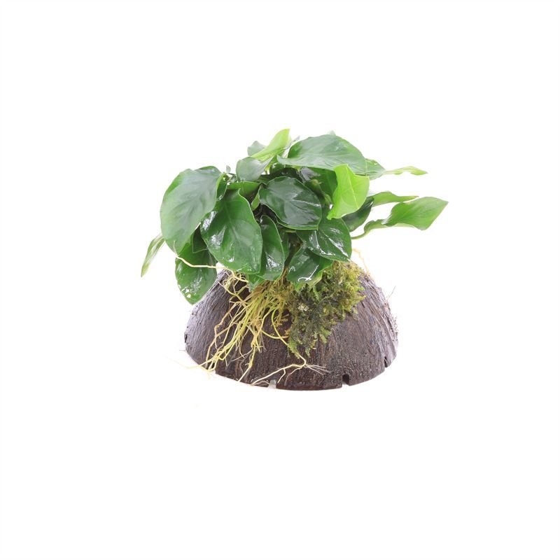 Anubias on half coconut shell with moss