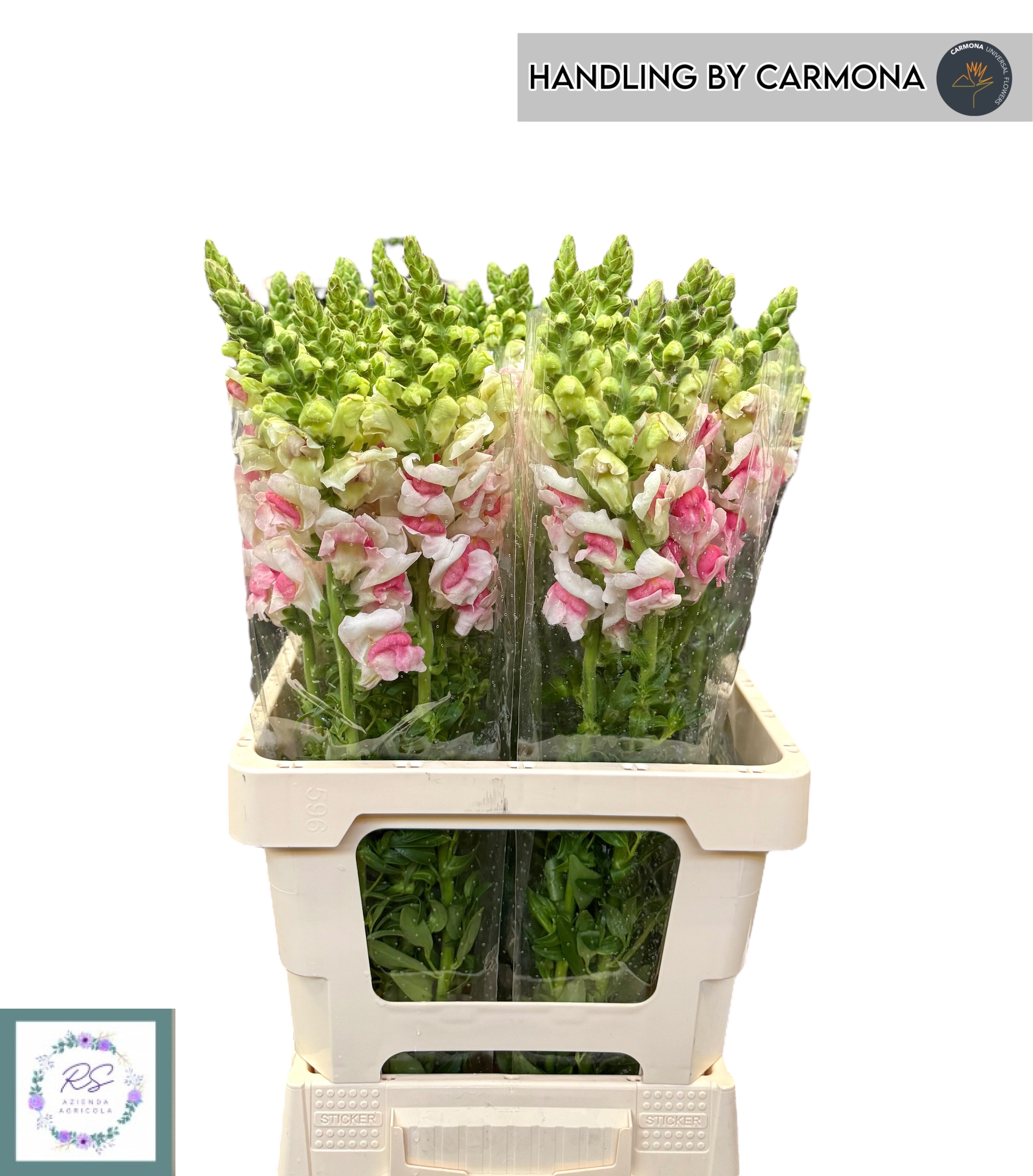 Antirrhinum Opus Appleblos 60cm