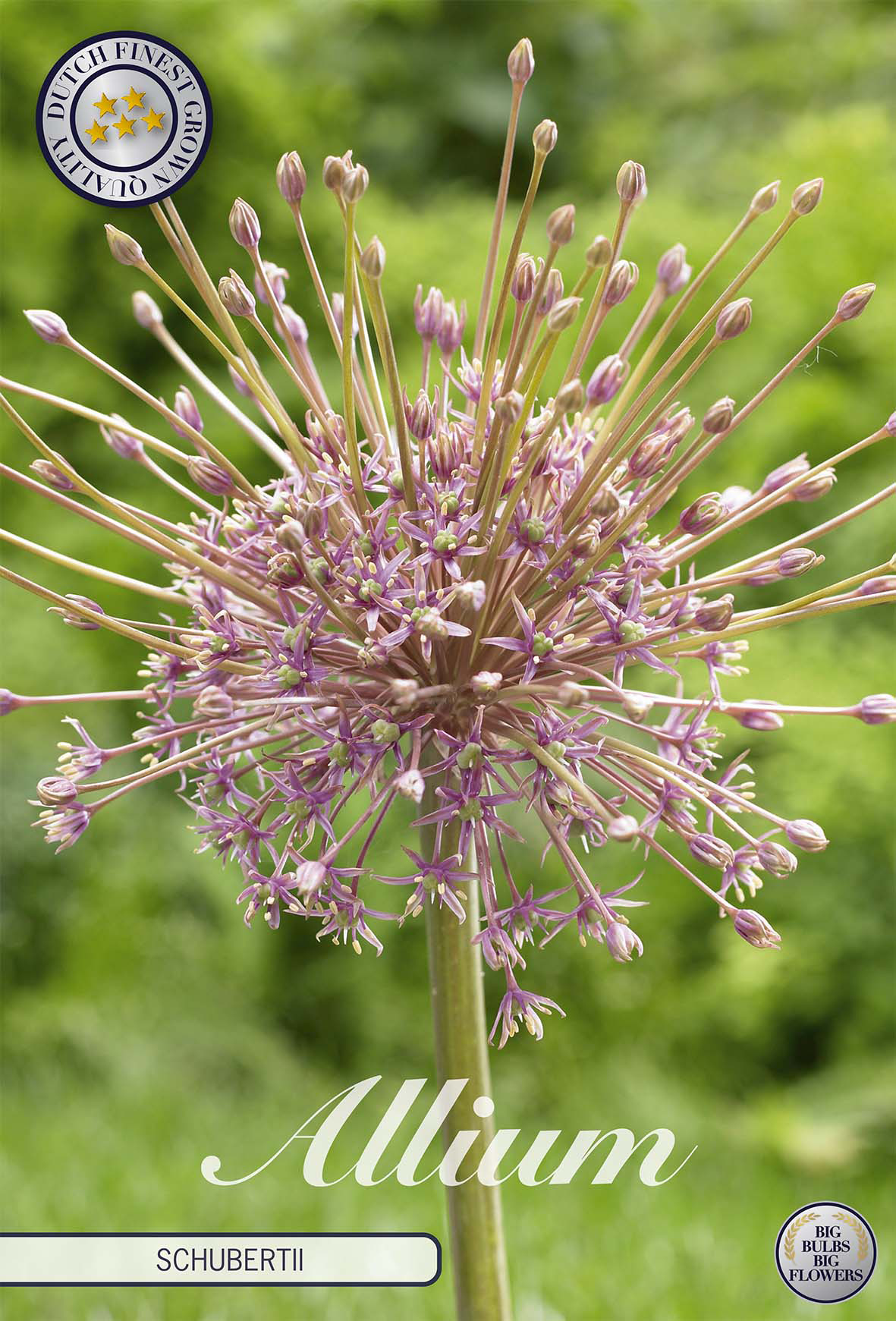 Allium schubertii