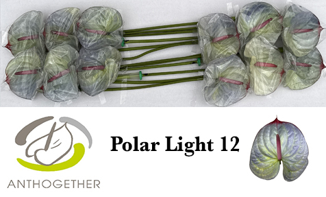 Anth A Klb 'polar Light' H% 12