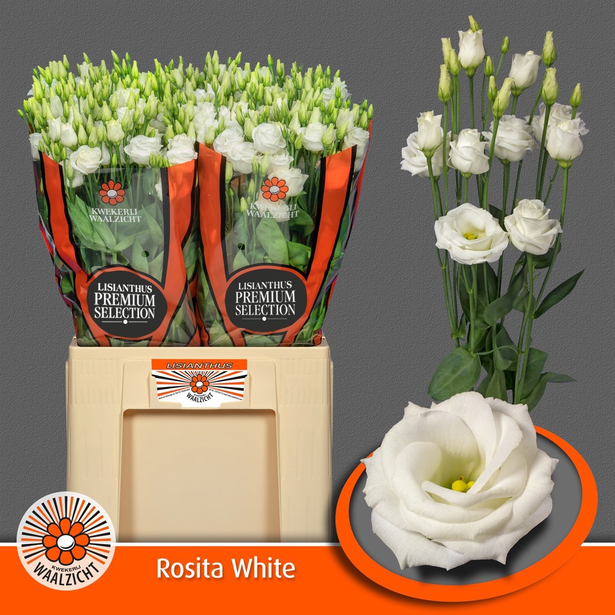 Lisianthus Double Rosita White 70cm