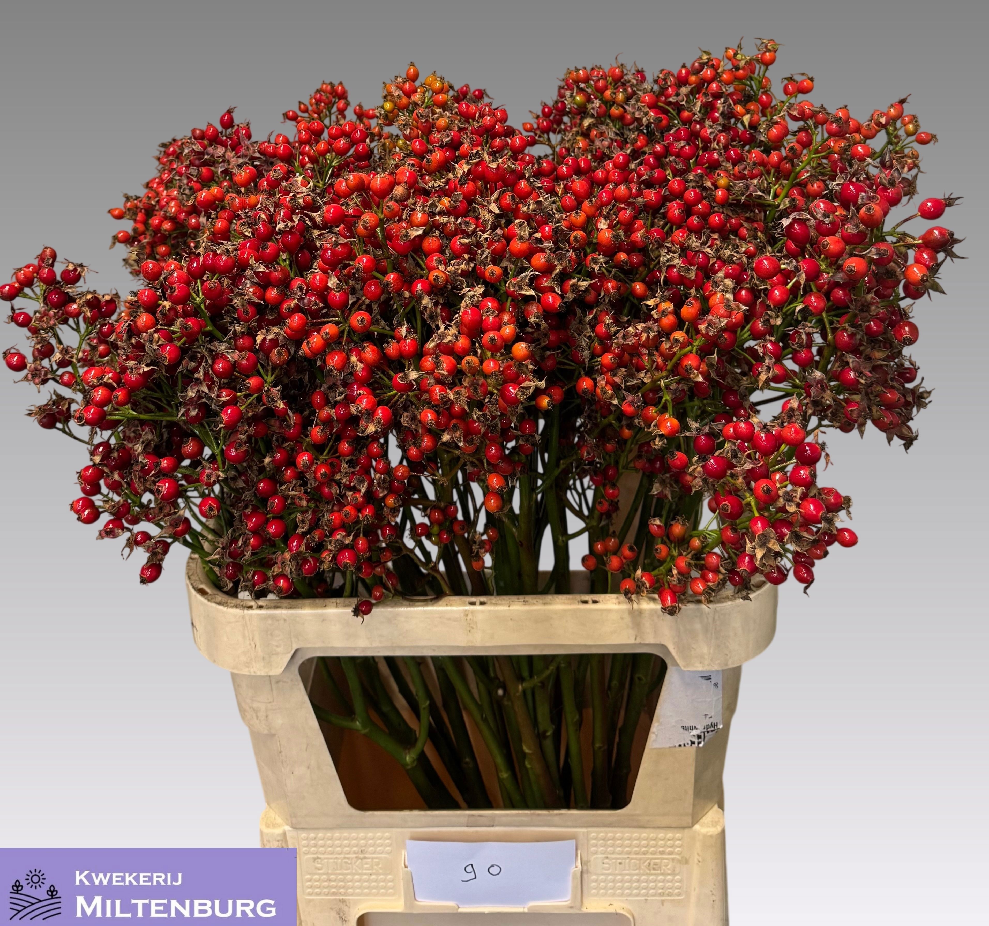 Rosa Mag Pride 90cm