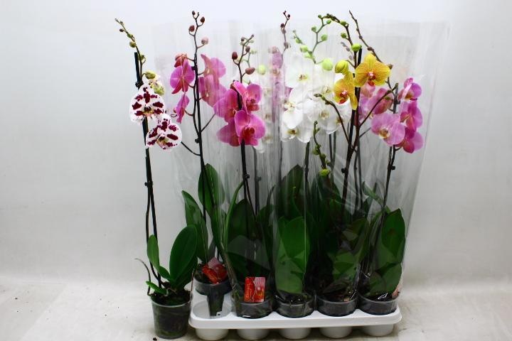 Phalaenopsis Asst 12Ø 70cm
