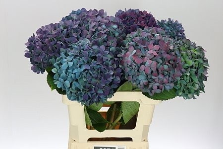 Hydrangea Pimpernel Classic 60cm 19Ø