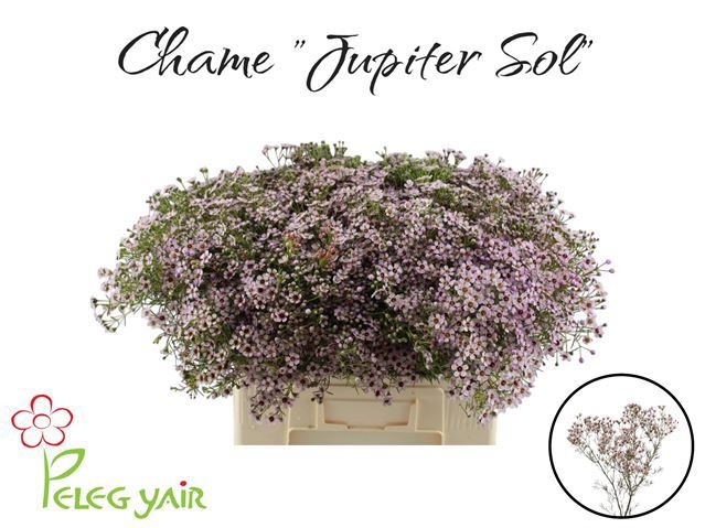 Chamelaucium Jupiter Sol 60cm 40gram