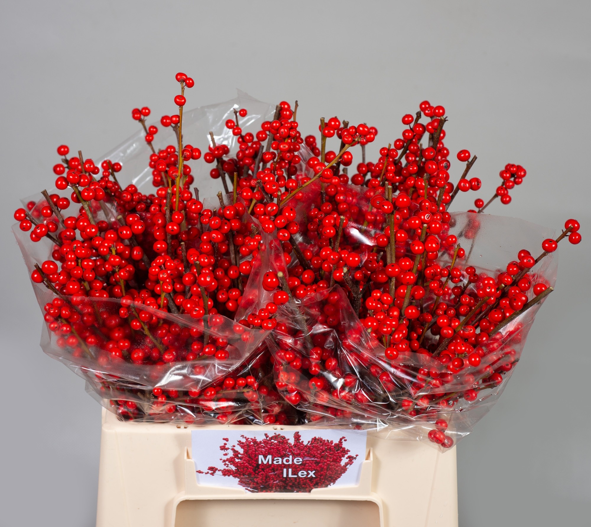 Ilex Verticlilata 40cm