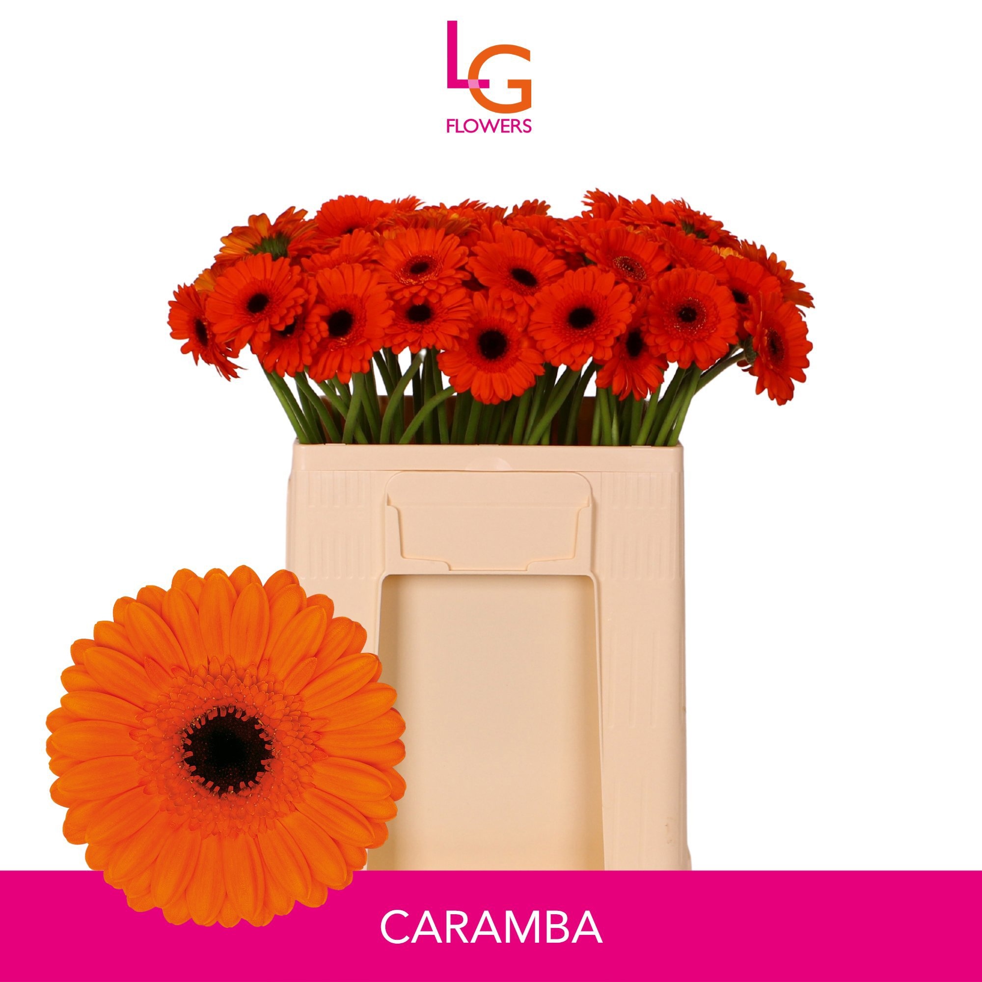 Ge Mi Caramba 50L.cm