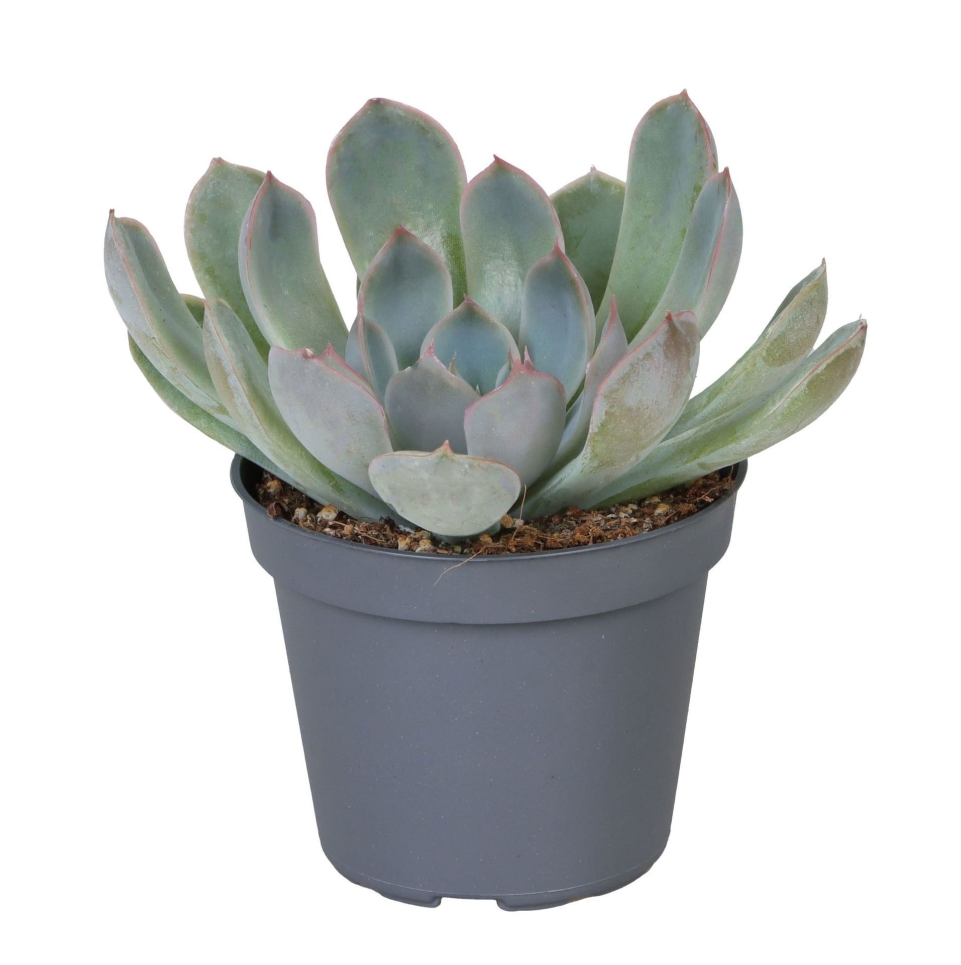 Echeveria Pink Edge