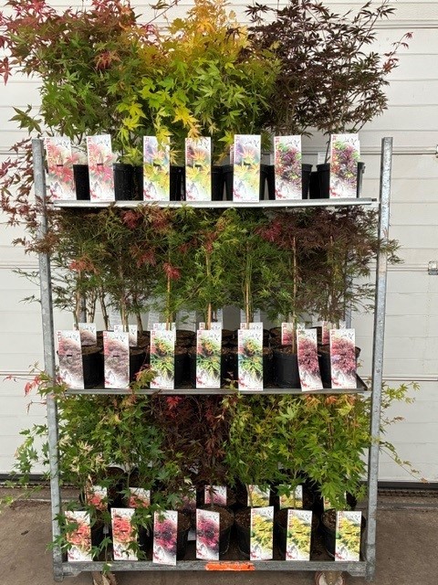 Acer mix Full CC 5/8 species