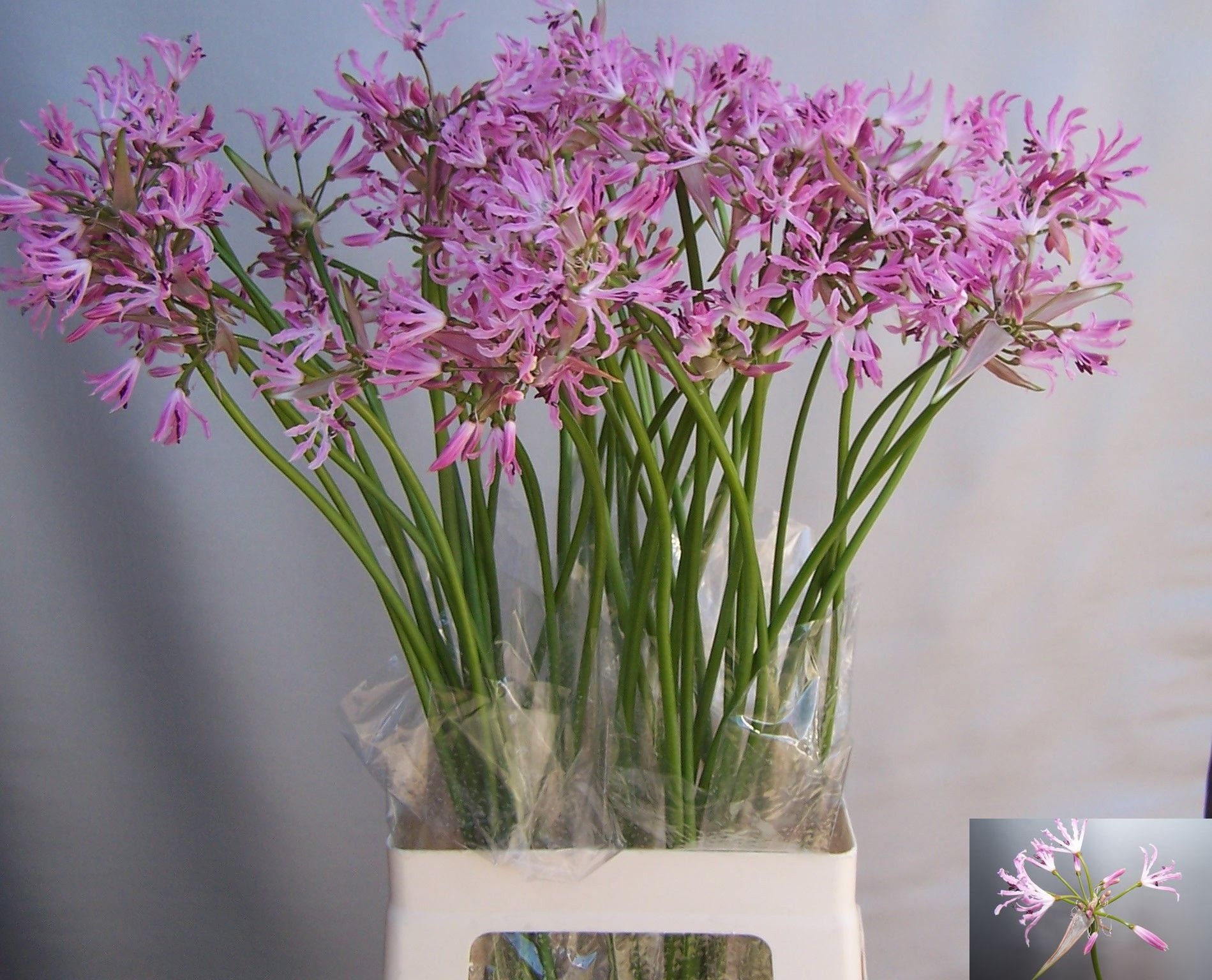 Nerine Undulata 70cm