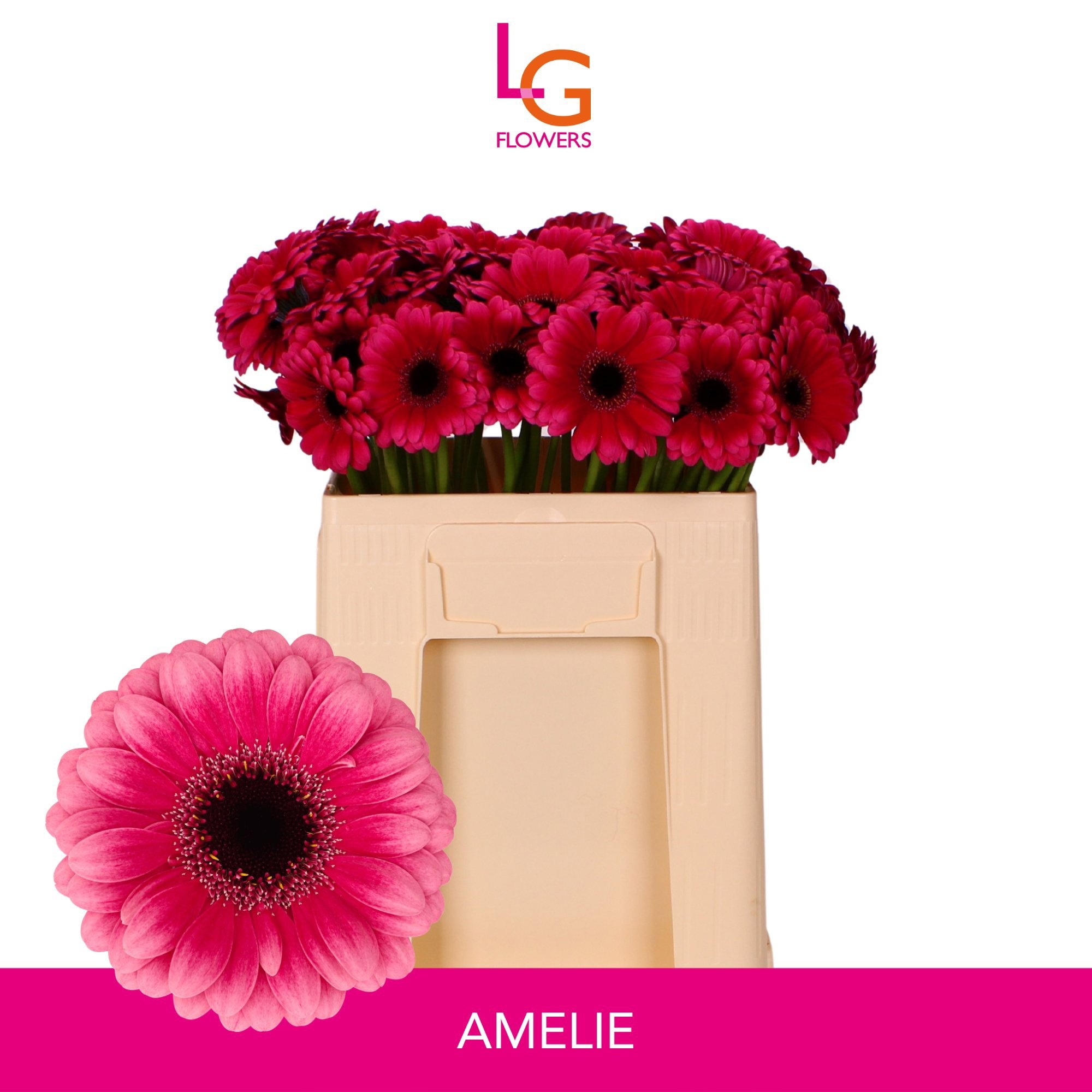 Gerbera Mini Amelie