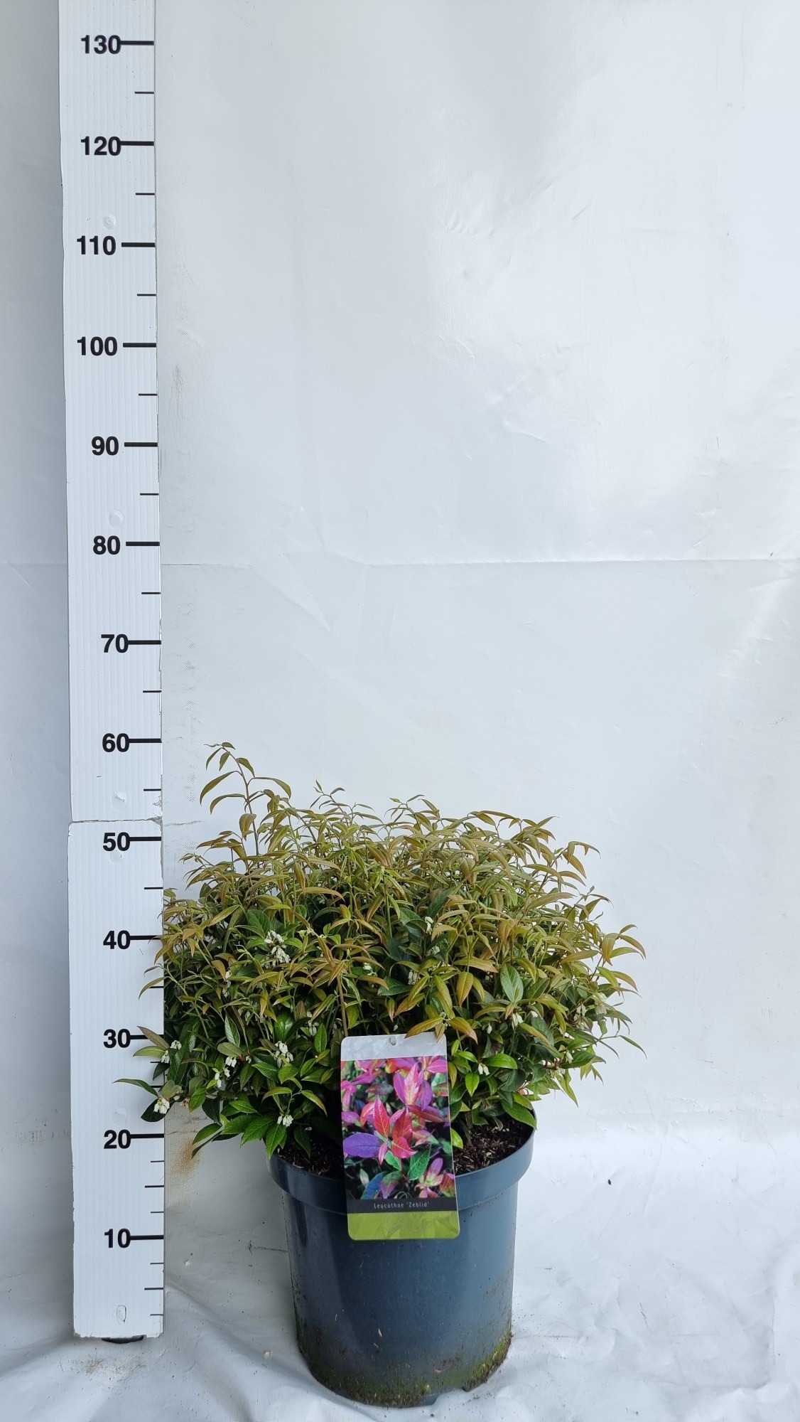 Picture of Leucothoe axillaris Zeblid P29 (10 Ltr)