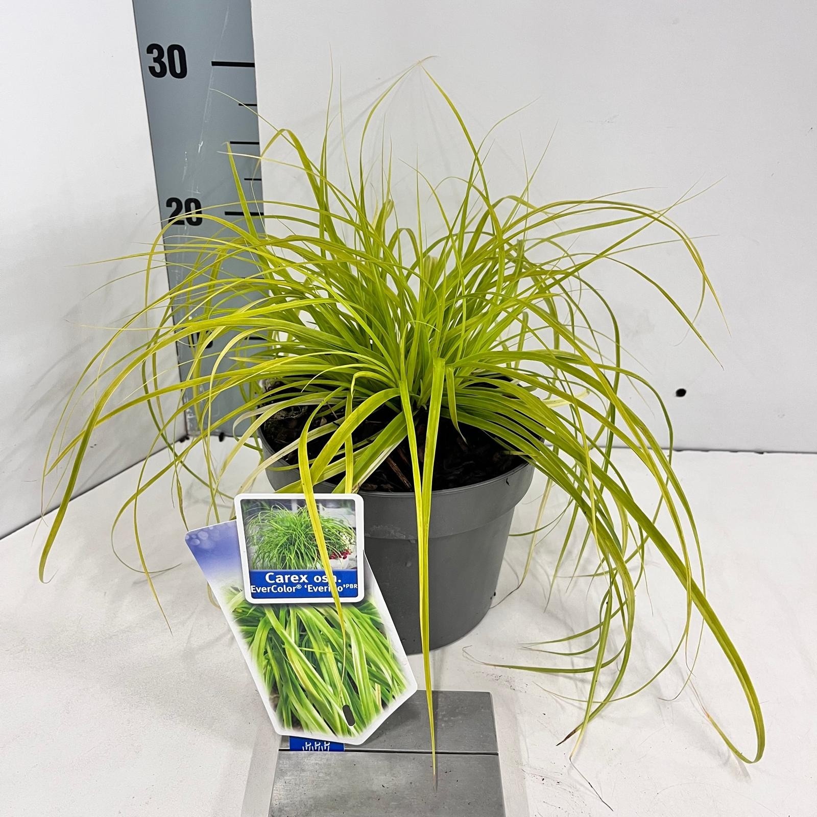 Picture of Carex oshimensis EverColor® 'Everillo' PBR