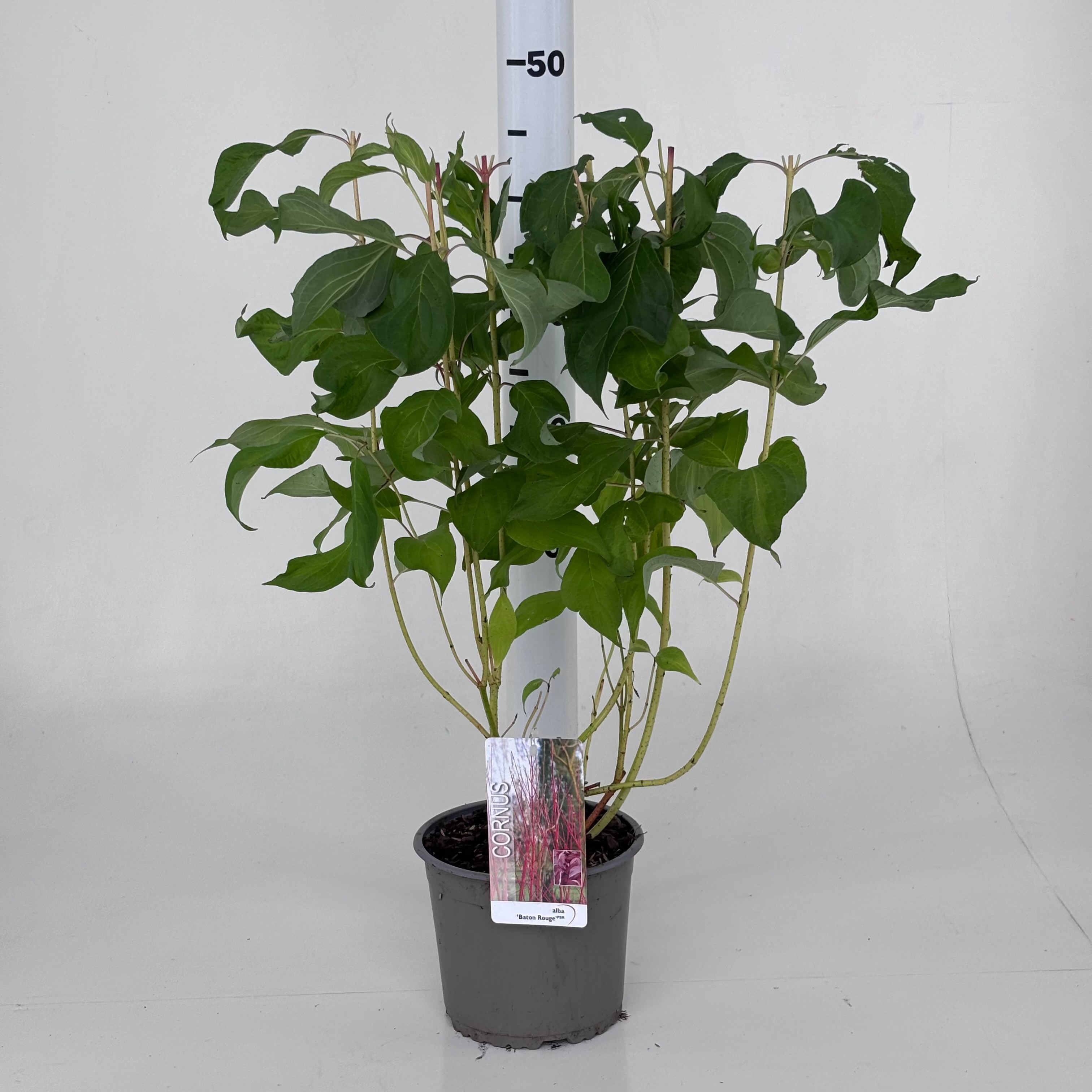 Cornus alba Baton Rouge ('Minbat") herfstblad