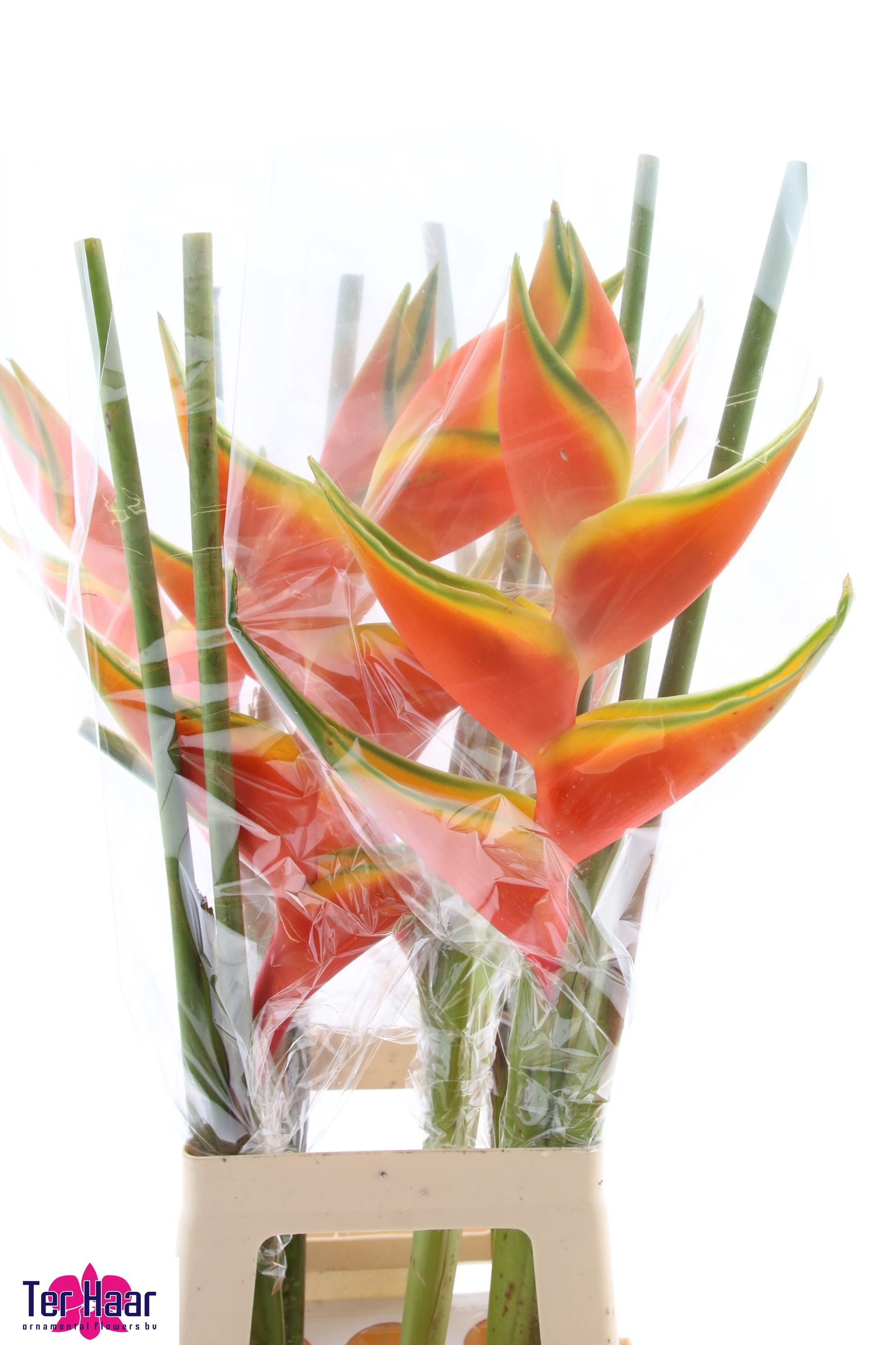 Heliconia Bq 3 90cm