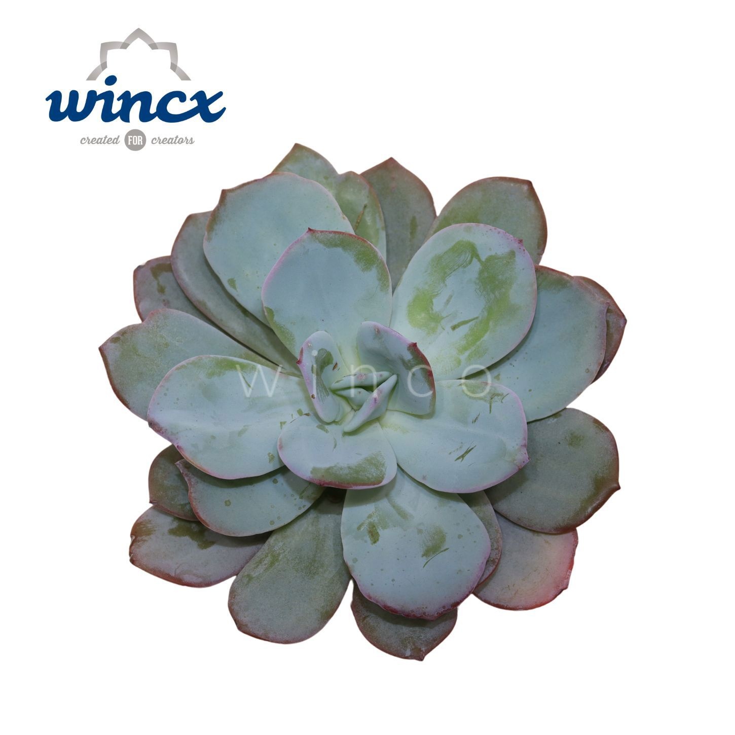 Echeveria Laui Hybride Cutflower
