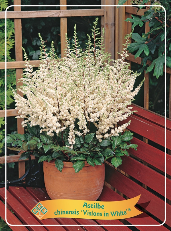 Picture of Astilbe mix 6x10 srt. per shelve P11