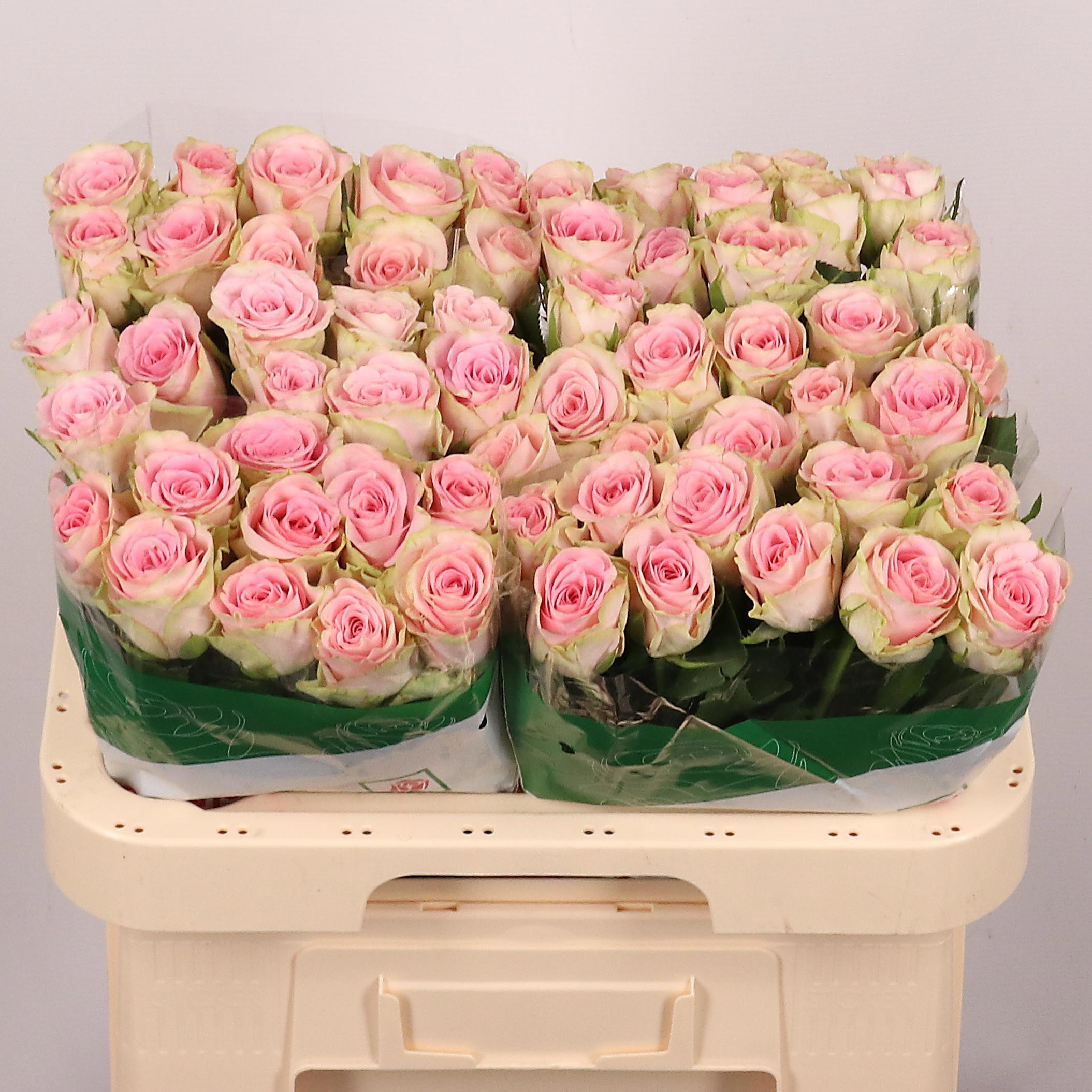 Rosa Olivia 60cm