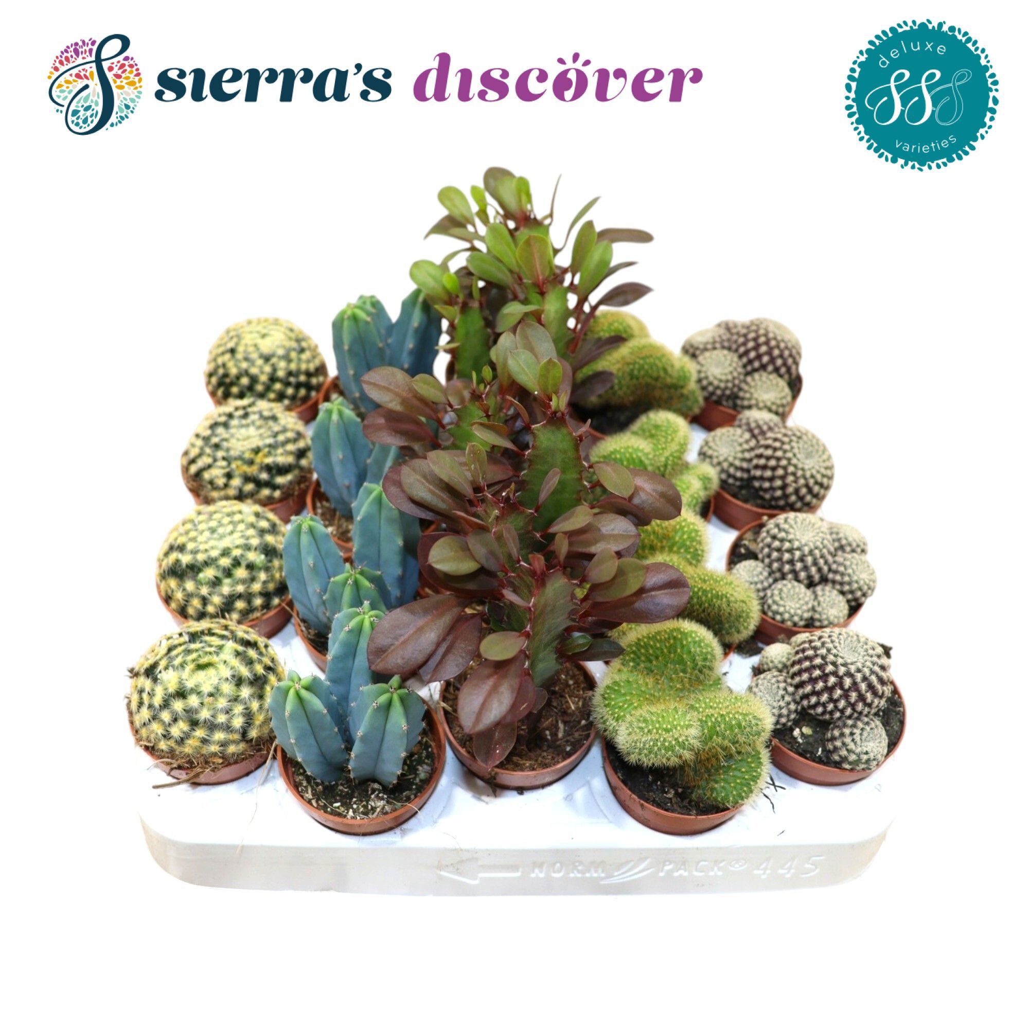 Cactus Gem 505P 12H