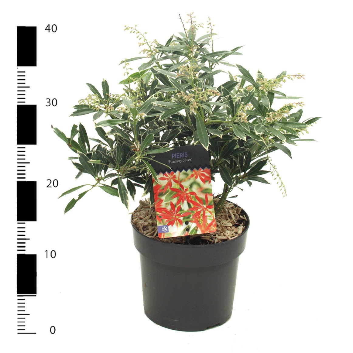 Picture of Pieris 'Flaming Silver'