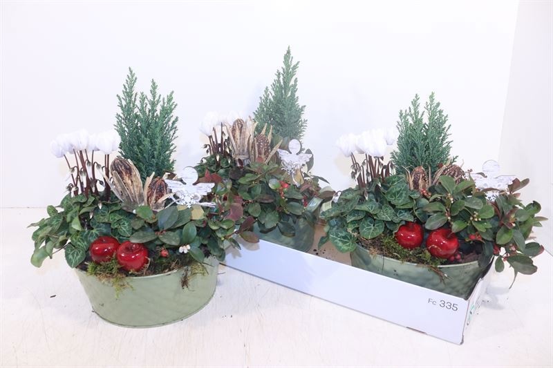 Arr Tuinplanten 26P 36cm