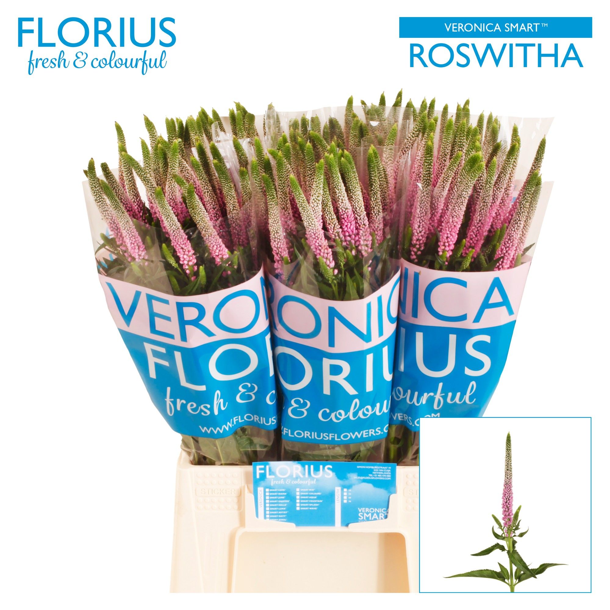 Veronica Clea Roswitha 50cm