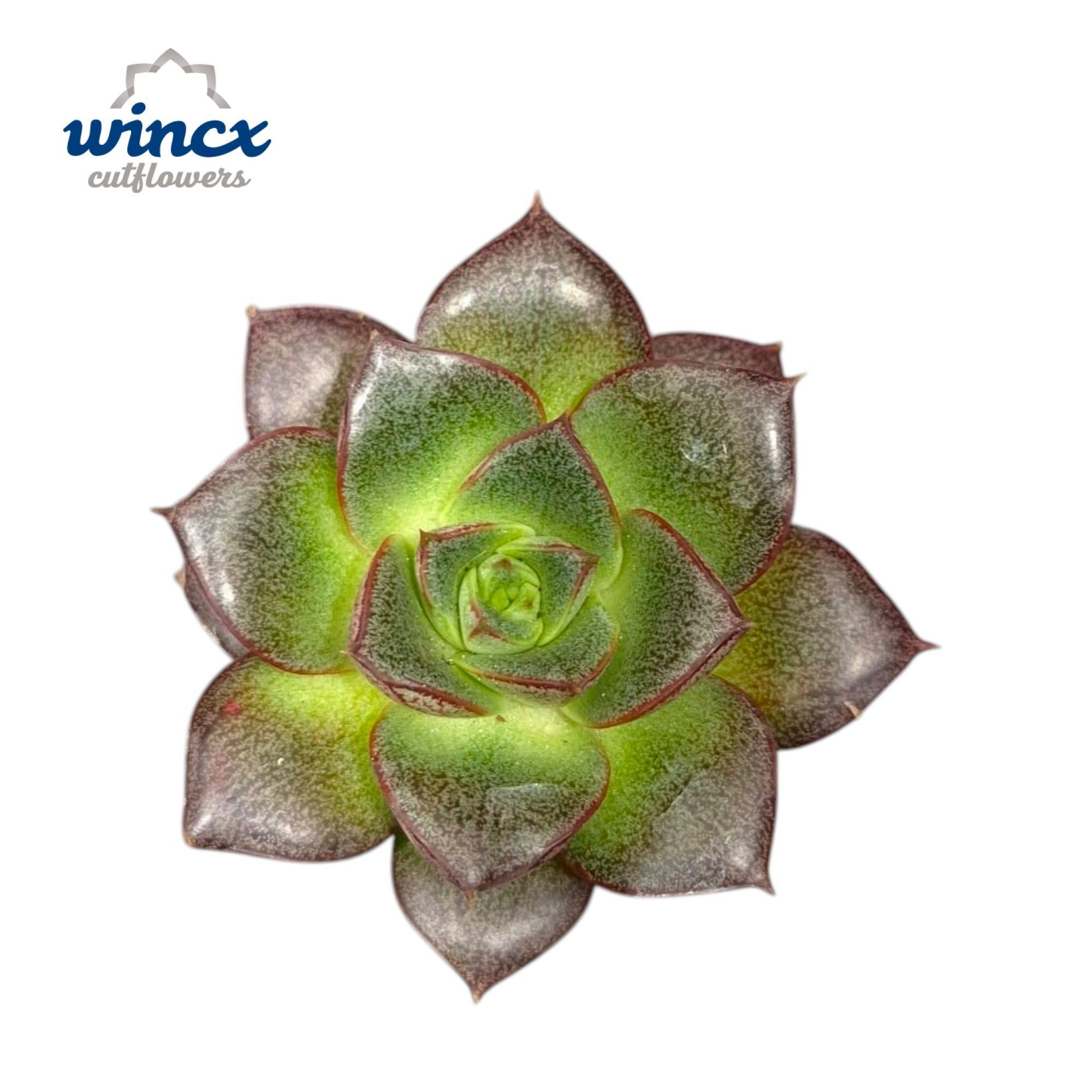 Echeveria Purpurea Cutflower