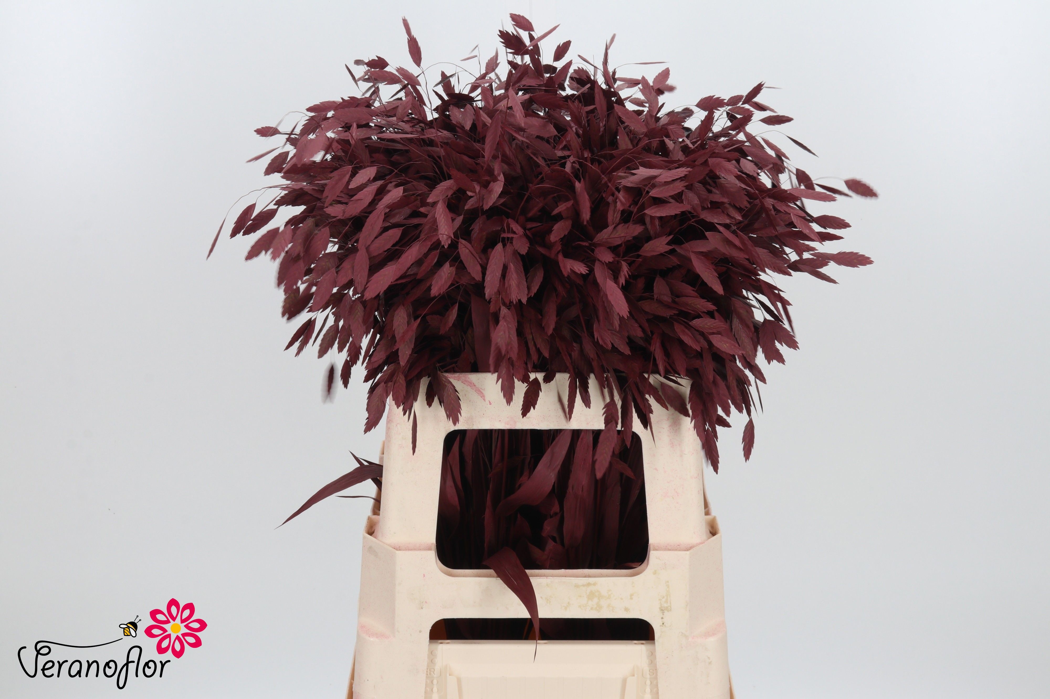 Ornamental Grass Painted (PANICUM)