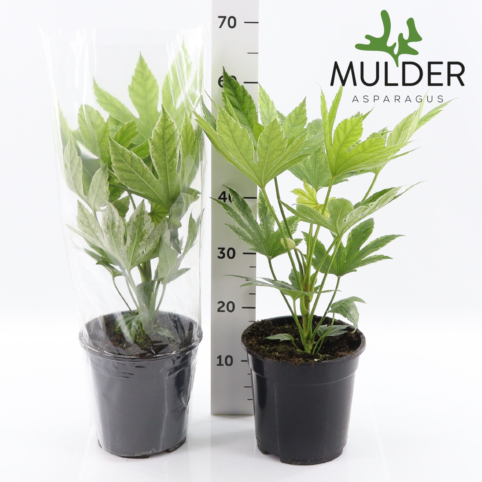 Fatsia Variegata 21P 60H 1stek