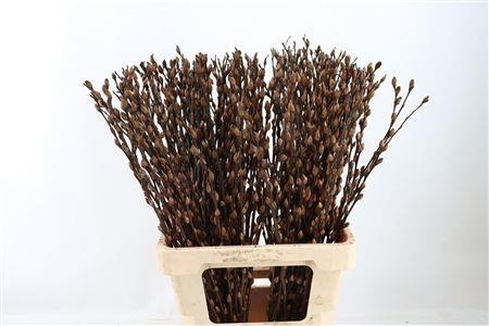 Salix Pussy Willow Orange 70cm