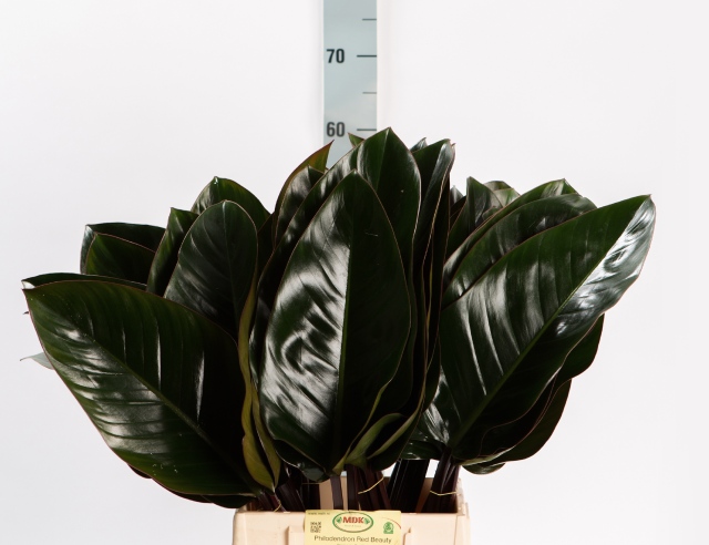 philodendron white princess gelbe bltter Philodendron 'White Princess' | Description and Care