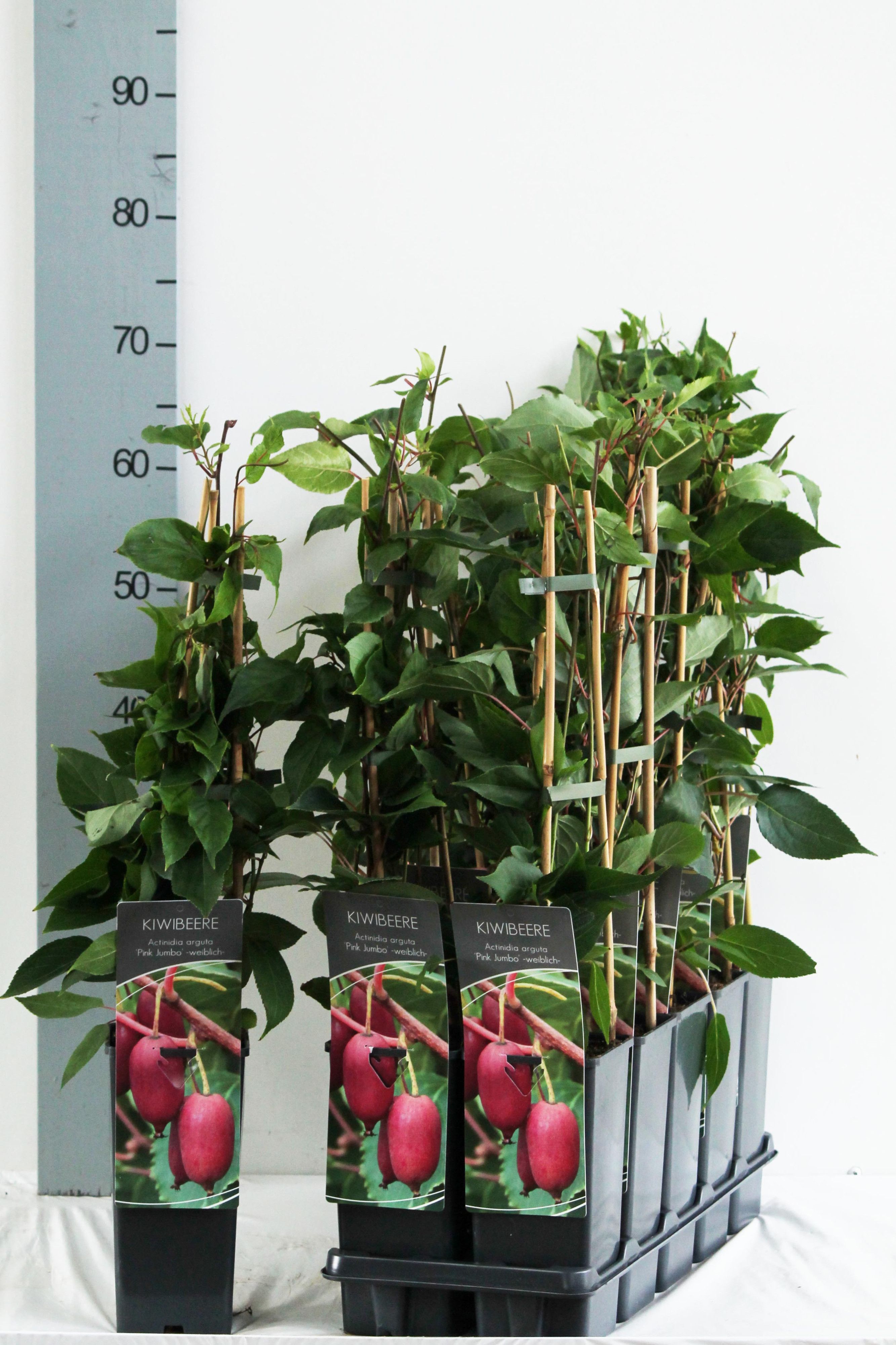 Actinidia arguta 'Pink Jumbo'