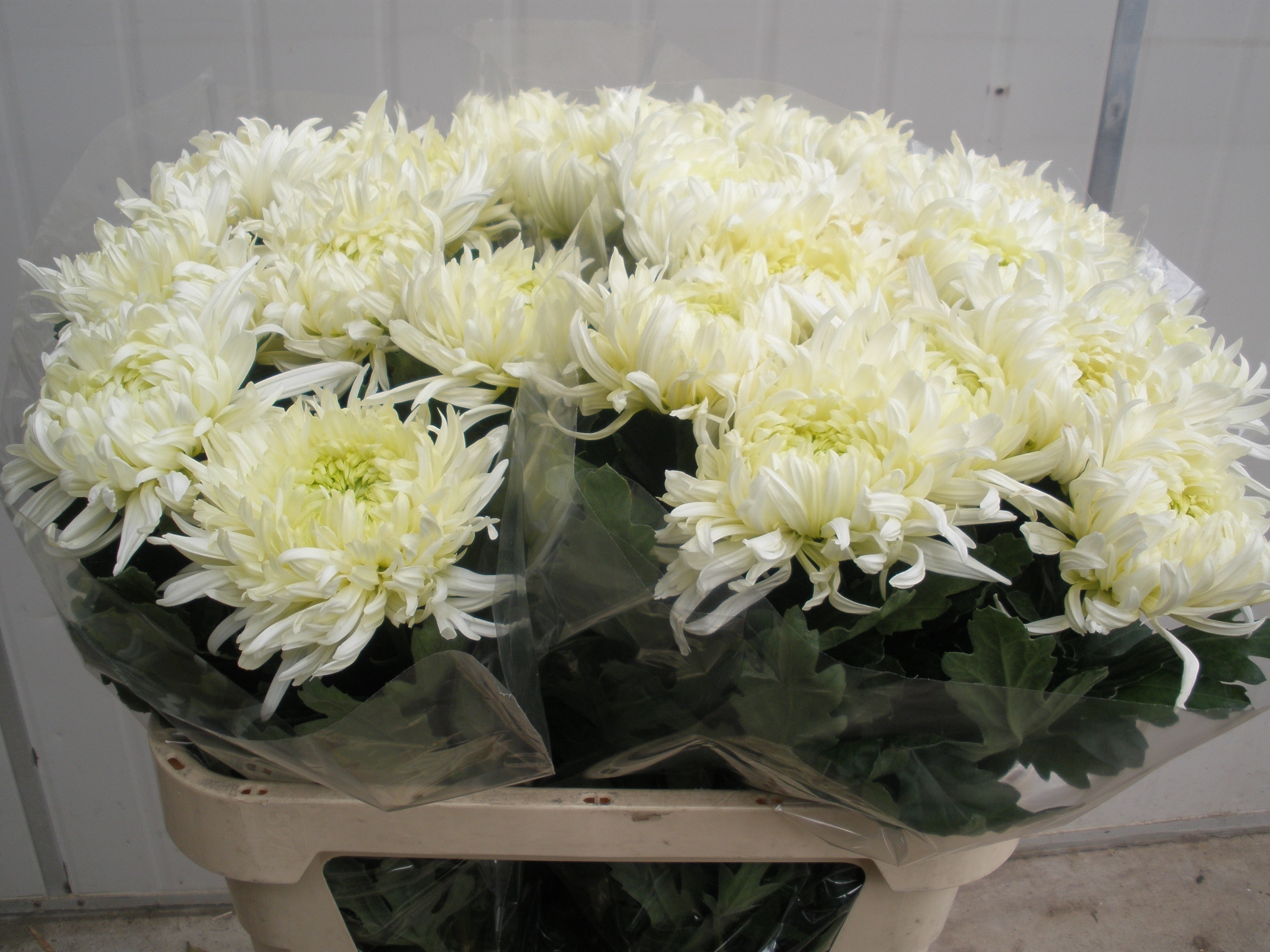 Chrys Single Louis Germ Whi 80cm 150gram