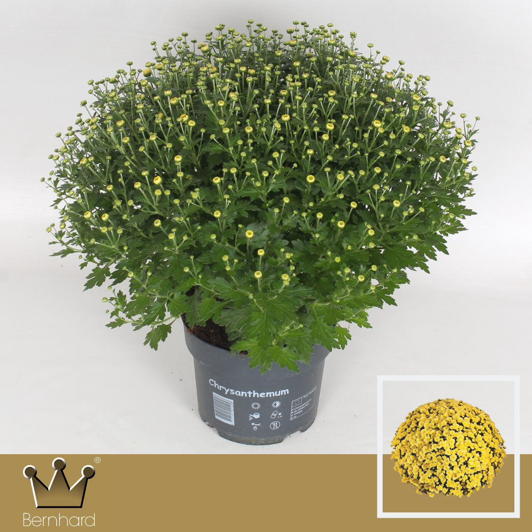 Chrysanthemum (Indicum Grp) 'Jasoda Dark Yellow'