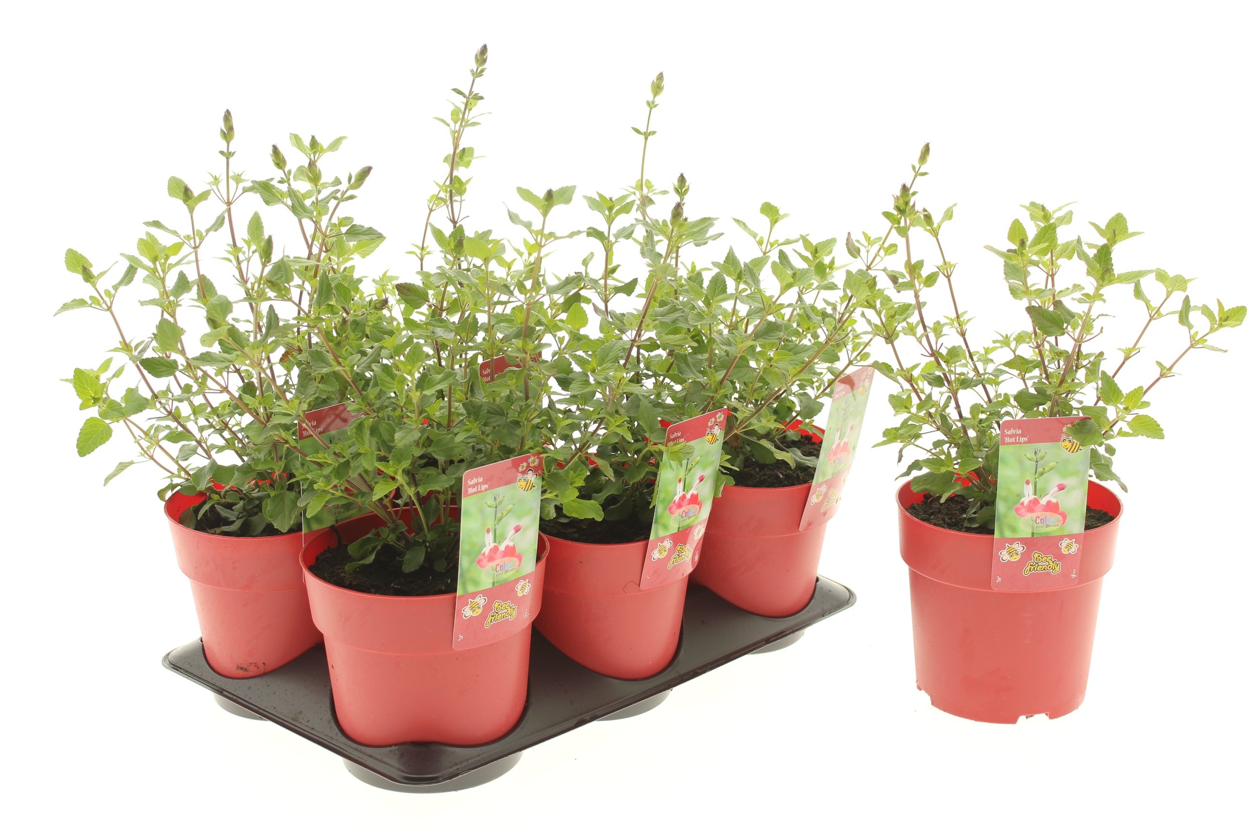 Picture of Salvia Hot Lips