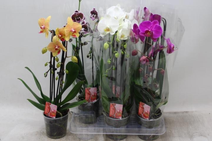 Phal El Cascade 12P 45H 2TAK 16bloem 12bloei