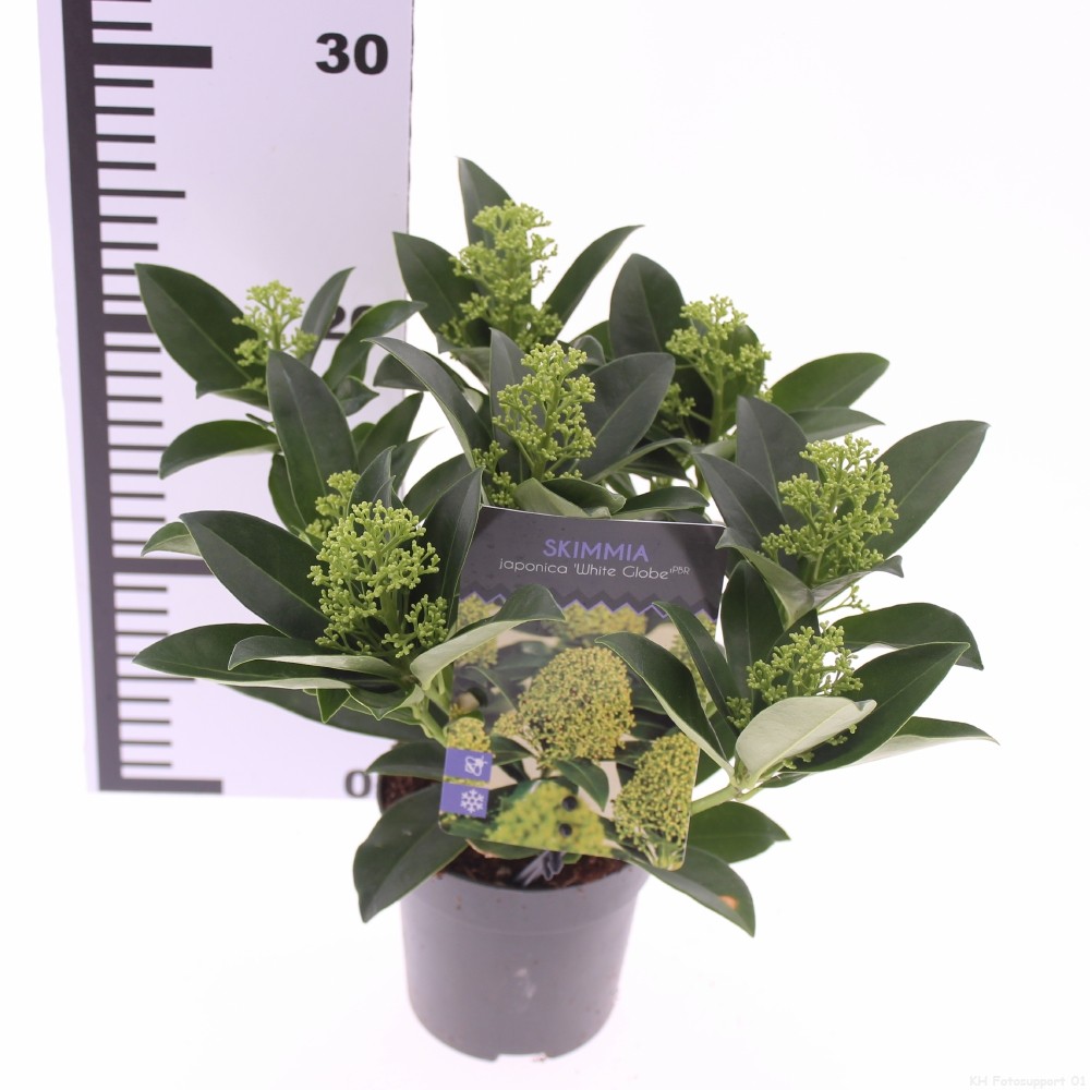 Picture of Skimmia jap. 'White Globe'