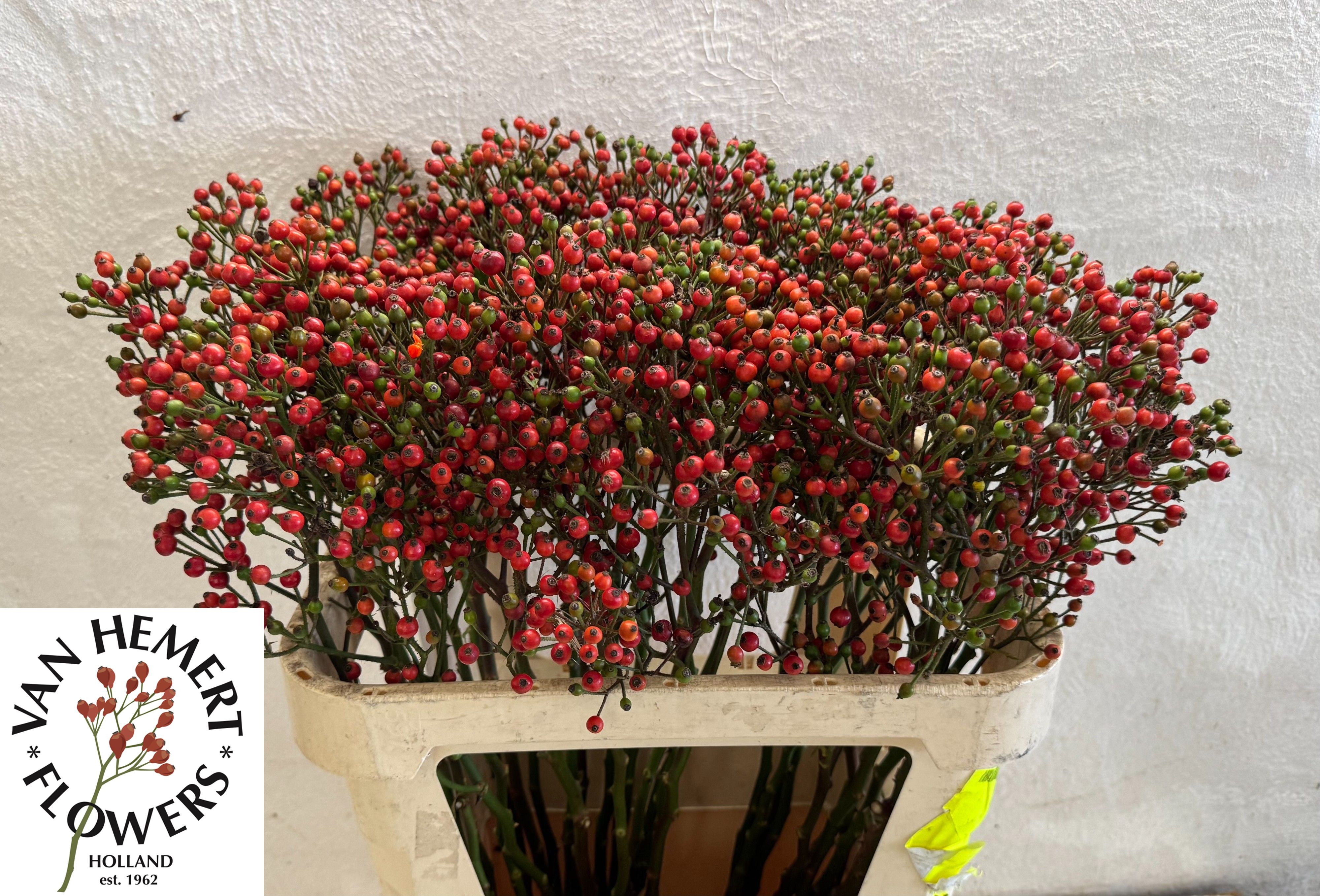 Rosa Bells Hiphop 80cm
