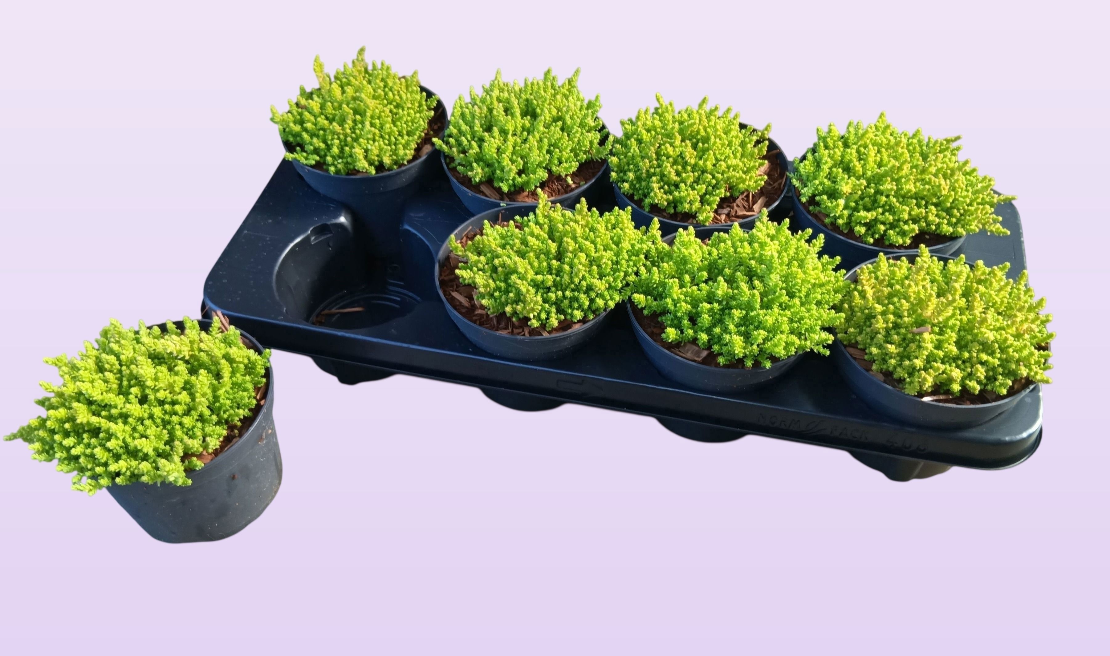 Sedum sedum acre aurea