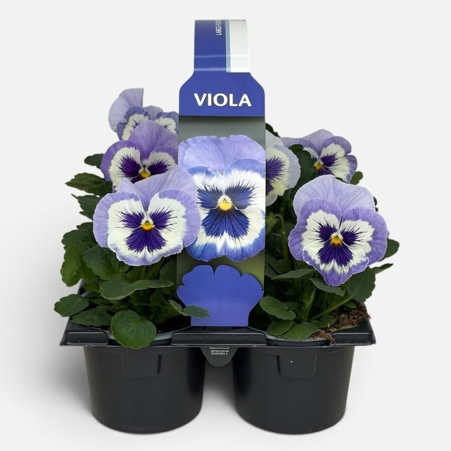 Viola Sixpack Viola F1 Marina