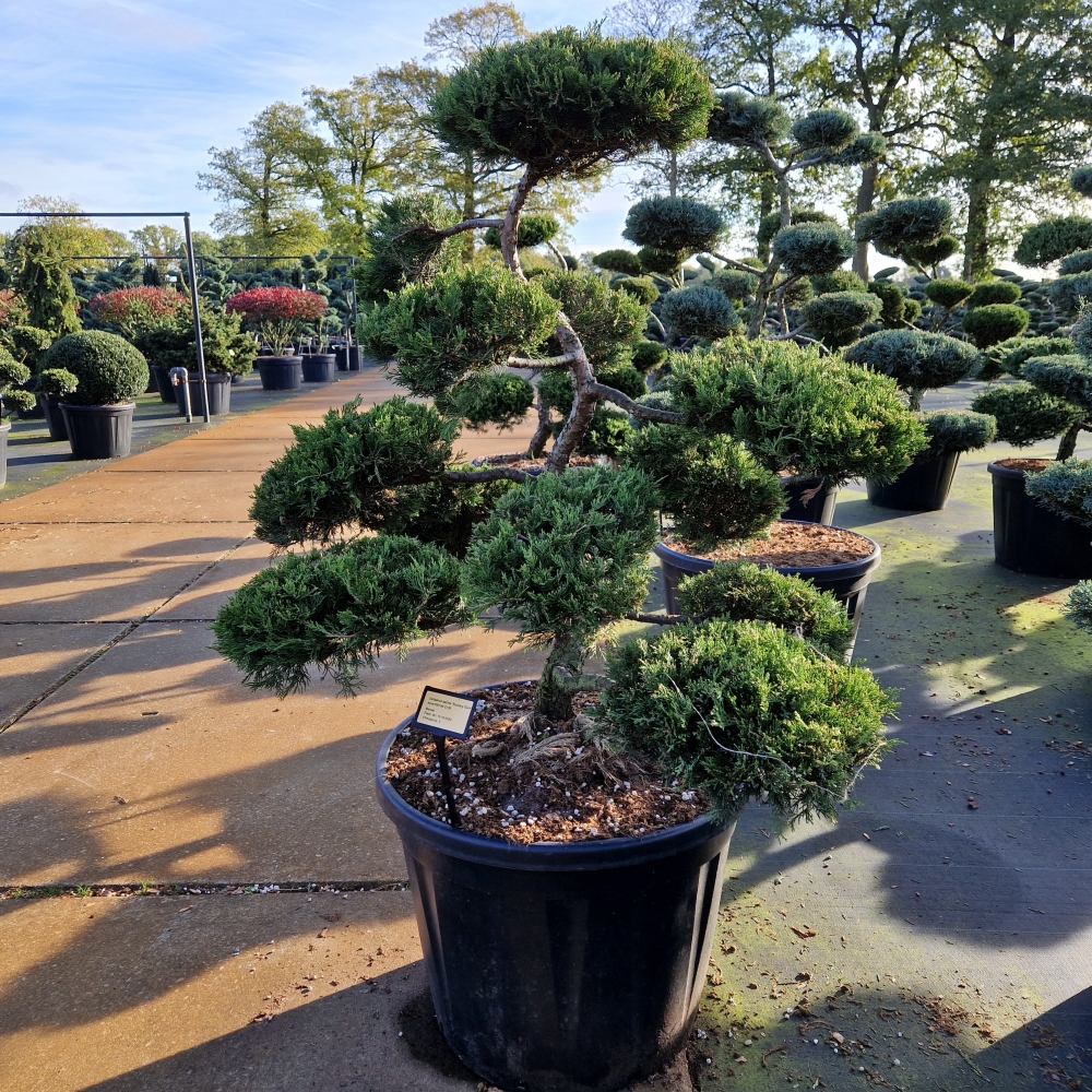 Picture of Juniperus sabina Rockery Gem P70 200CM (LOOSE)